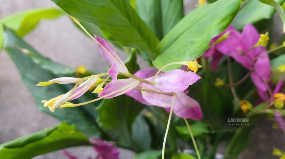 If ginger dancers are properly cared for, they will bloom brightly. Photo: Tuan Dat