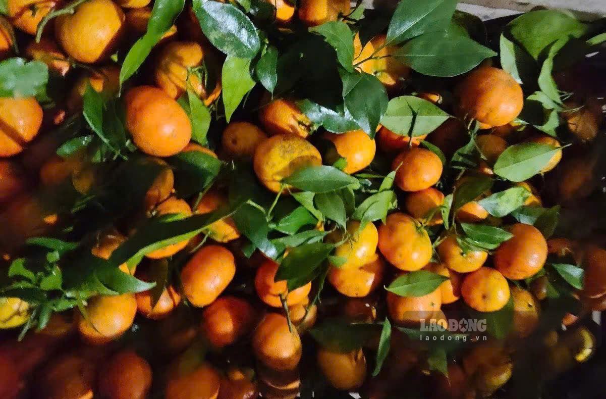 La cáscara de naranja contiene muchos compuestos vegetales que ayudan a proteger el sistema cardiovascular. Foto: Quang Minh