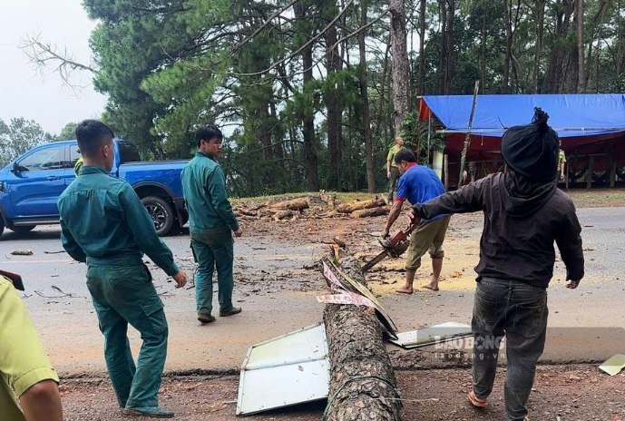 Các lực lượng xử lý cây thông khô mục dọc theo Quốc lộ 14 để bảo đảm an toàn trong mùa mưa bão. Ảnh chụp ngày 16.9. Ảnh: Nhi Nhi
