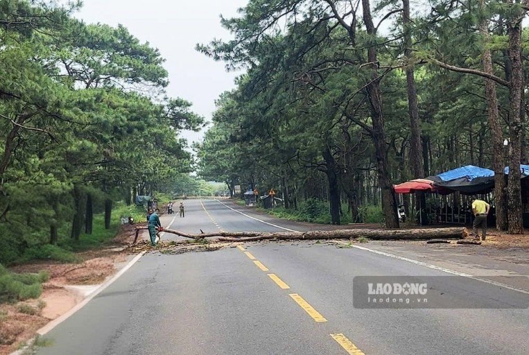 Có tổng cộng 46 cây thông khô mục sẽ được xử lý để bảo đảm an toàn. Ảnh chụp ngày 16.9. Ảnh: Nhi Nhi