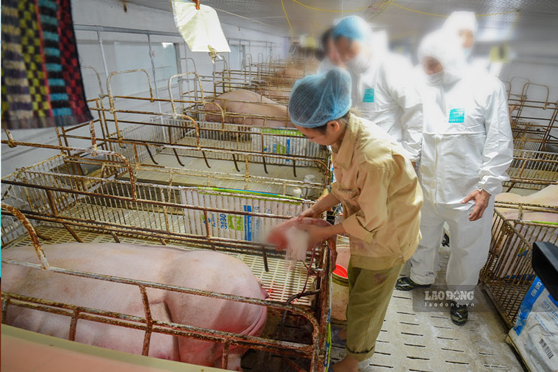The Department of Livestock and Veterinary Medicine talks about the decentralization of import food safety and hygiene inspection. Photo: Hai Nguyen