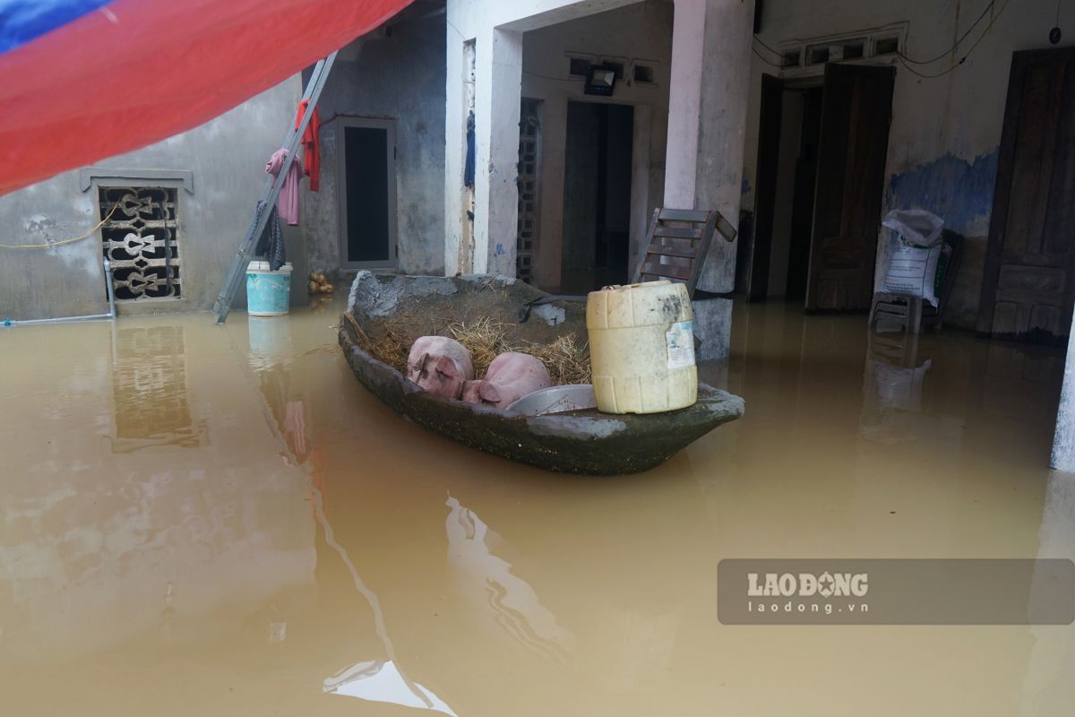 洪水が押し寄せ、タインホア省ノンコンコミューンの人々は避難するために豚をボートに乗せました。写真:クアック・ズー(2026年9月16日撮影)
