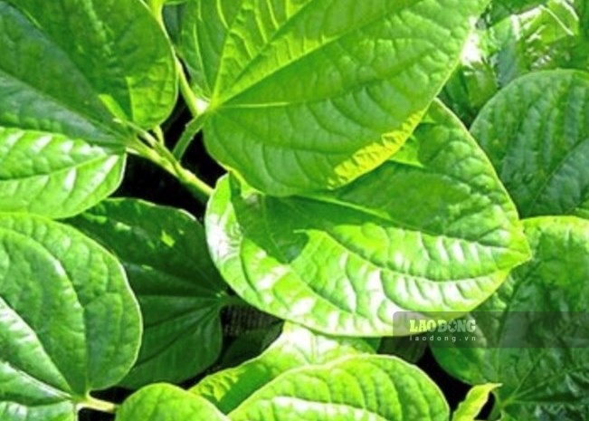 La hoja de lốt es una verdura especia que contiene algunos ingredientes activos que ayudan a reducir el ácido úrico, las personas con gota deben comerla. Foto: Kiều Vũ.