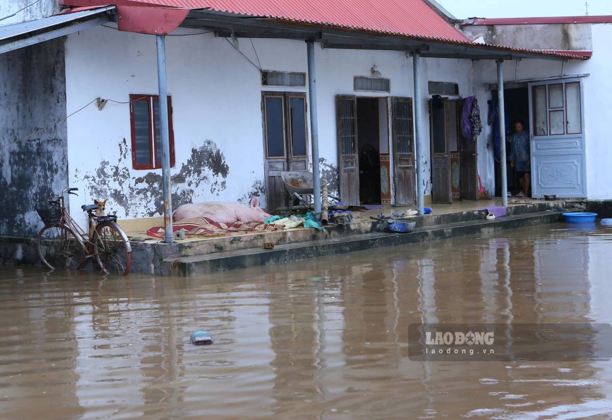 Người dân di chuyển vật nuôi lên khu vực cao trong nhà
