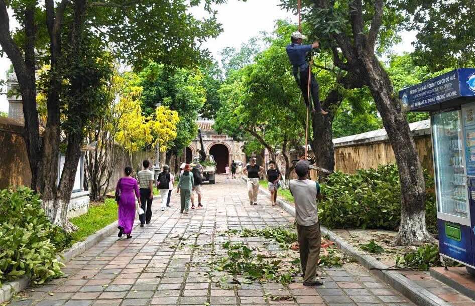 Cây cổ thụ bên trong Đại nội Huế được cắt tỉa nhánh, hạ độ cao. Ảnh: Trung tâm Bảo tồn Di tích Cố đô Huế