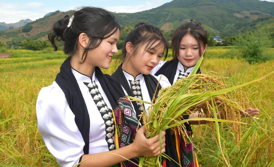 Song Ma sticky rice, Son La province in season. Photo: Truong Son