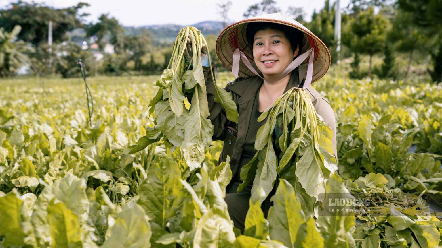 L'agriculture biologique n'est pas seulement une histoire de "production propre", mais aussi un problème de réorganisation de la chaîne de valeur. Photo: Tuyet Lan (Photo prise en 2026)