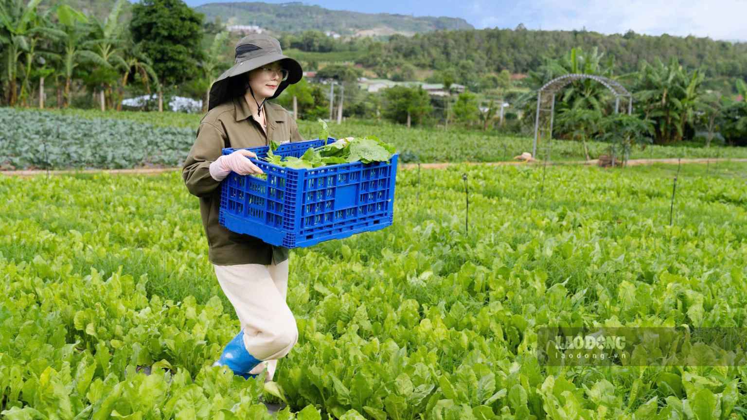 Đối với doanh nghiệp phát triển nông nghiệp hữu cơ, việc tìm được vùng đất đáp ứng tiêu chuẩn đã khó, duy trì vùng nguyên liệu ổn định lại càng khó hơn. Ảnh: Tuyết Lan
