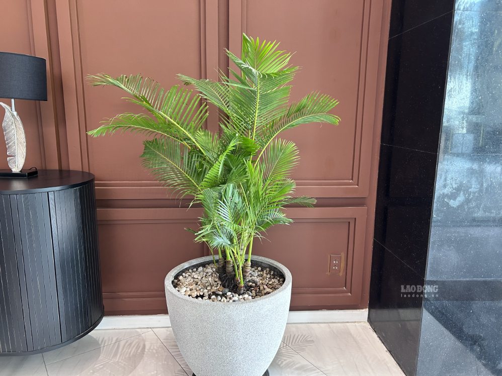 The ornamental areca tree helps the living room space become greener and cooler, creating a natural highlight. Photo: Ha May