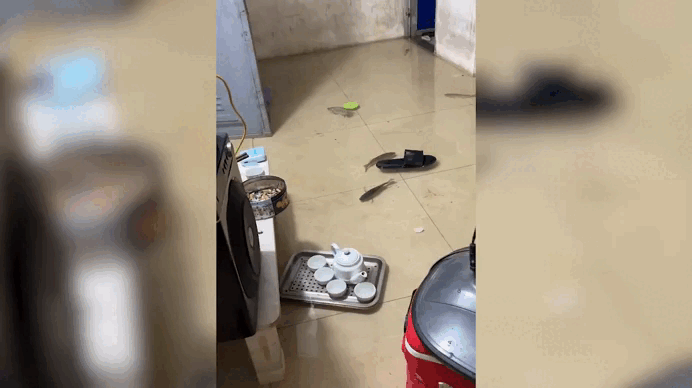 Floating swimming happily in a rented room in Hanoi after heavy rain. Video: Nguyen Vinh