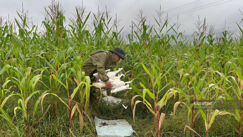 Lao Cai police preserve life in the great forests of the Northwest. Photo: Quynh Trang