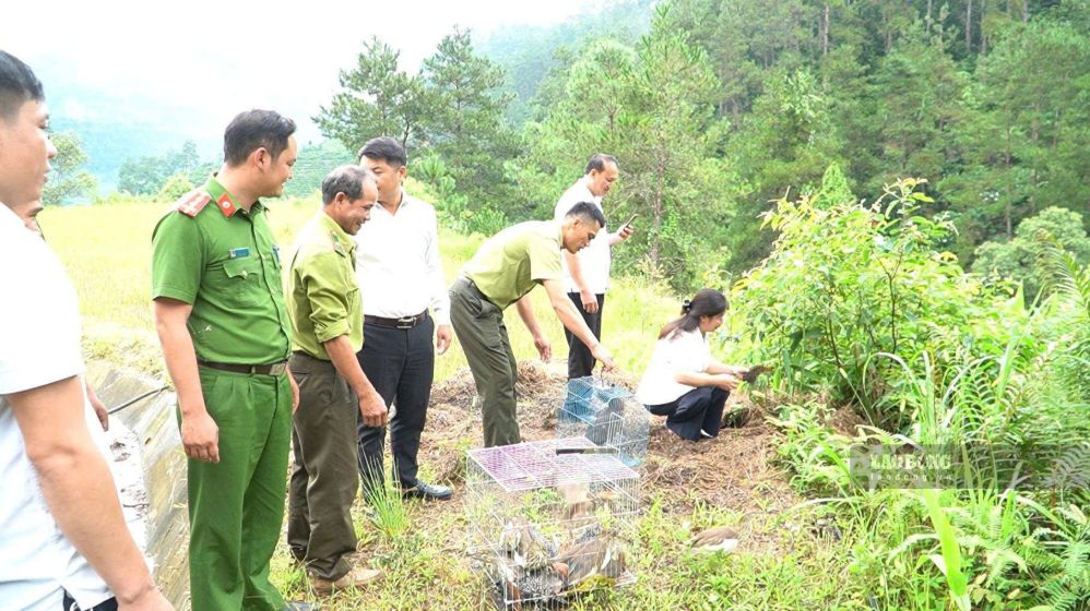 Lực lượng phối hợp tổ chức thả các sinh vật hoang dã về với tự nhiên.