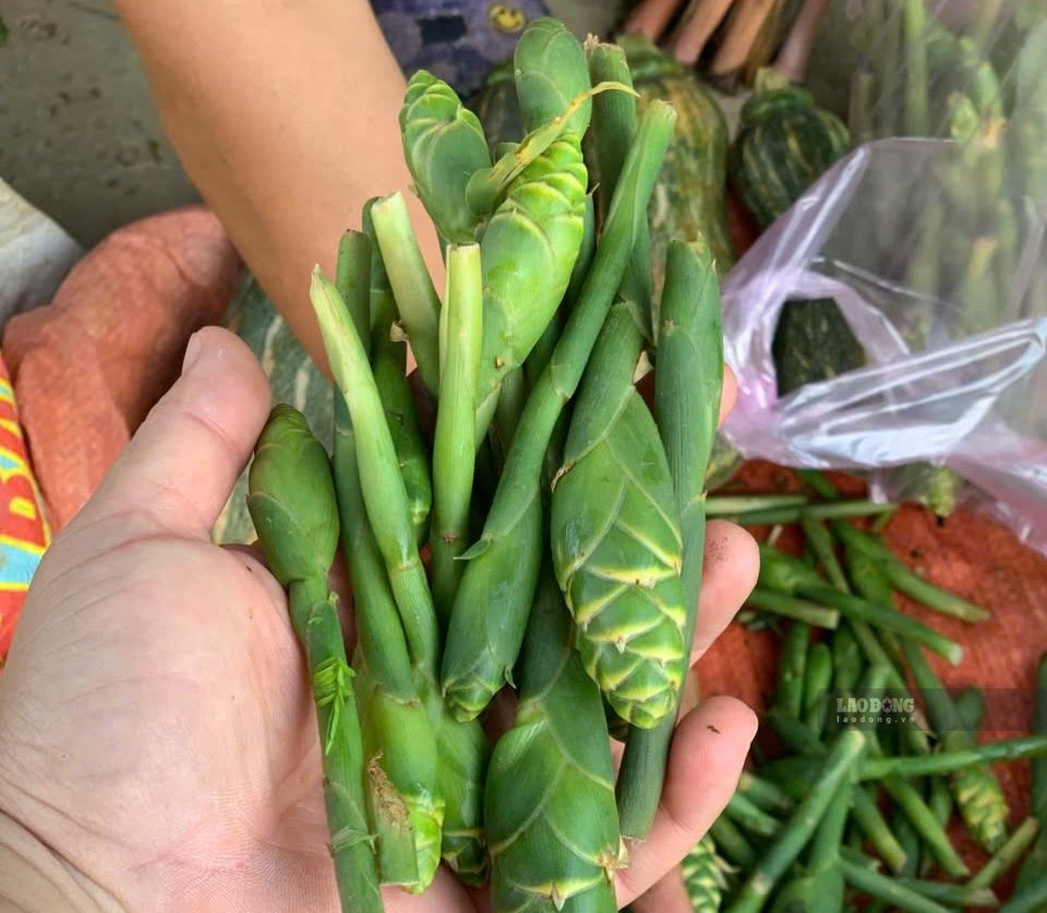 Hình dáng hoa gừng là những búp xanh thuôn dài, các lớp lá bắc xếp sát nhau, thoạt nhìn giống những chiếc măng nhỏ. Ảnh: Hương Ngân