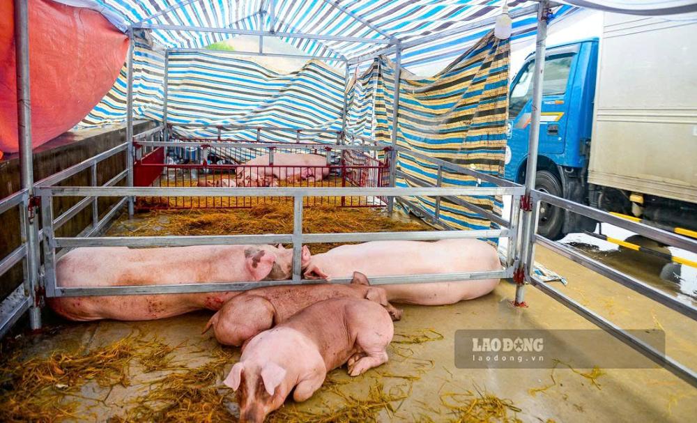 People in Ha Lam village, Ha Trung commune, Thanh Hoa province bring their livestock to the dike to avoid floods. Photo: Quach Du (taken on September 17, 2026)