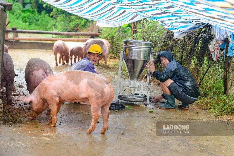 Lợn, gà được lùa lên bờ đê nhằm đảm bảo anh toàn trước lũ. Ảnh: Quách Du (chụp ngày 17.9.2026)