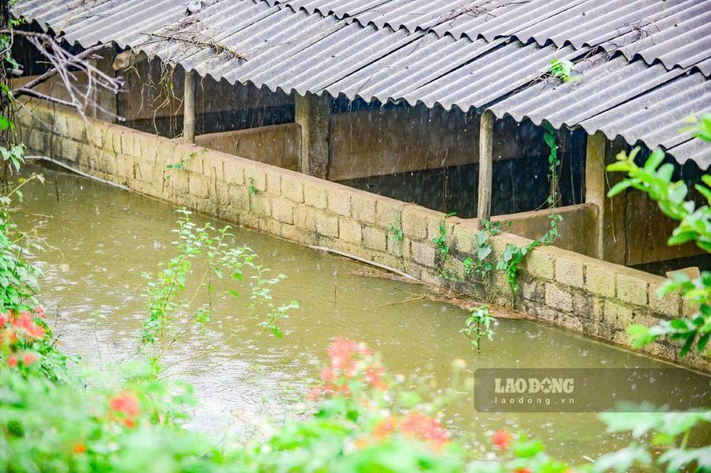Những chuồng nuôi ngập sâu trong nước. Ảnh: Quách Du (chụp ngày 17.9.2026)