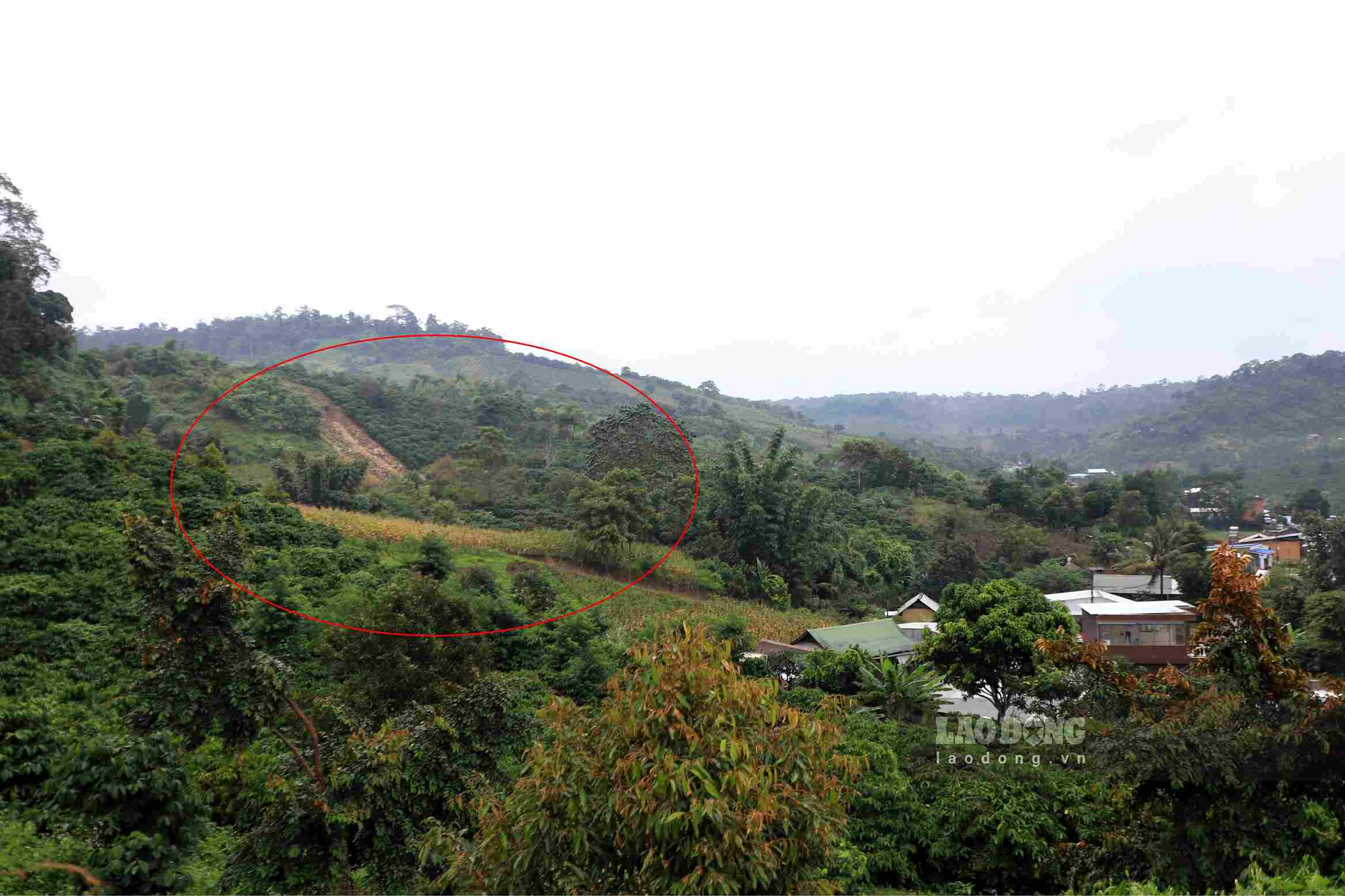 A 300m long crack appeared on a hill in Quang Son commune, accompanied by subsidence, forcing the relocation of 78 households (Photo taken on the afternoon of September 17). Photo: Phuc Khanh