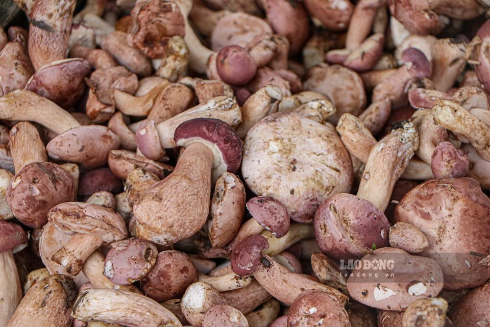 Nấm tràm có lớp vỏ ngoài màu nâu tím, phần ruột trắng và vị đắng đặc trưng, được nhiều người Huế ưa chuộng. Ảnh: Nguyễn Luân