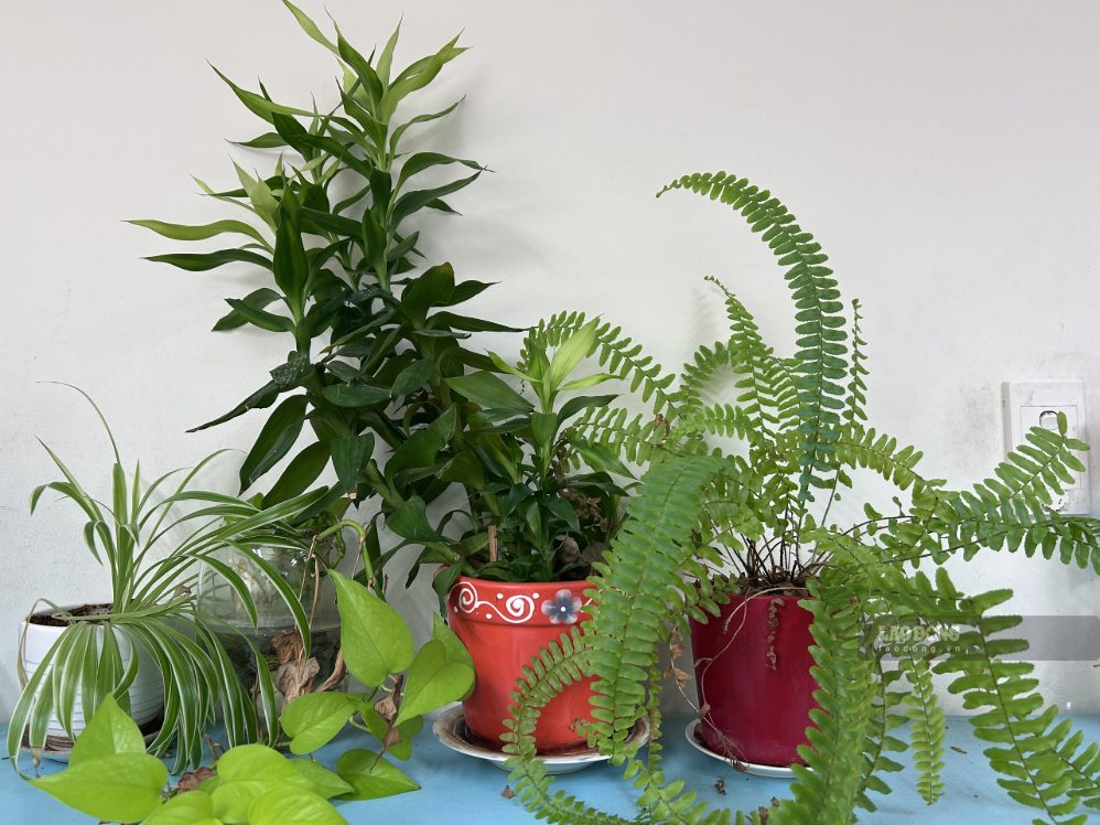 Reasonable arrangement of green trees helps the living space to be airy, harmonious and avoid the feeling of cramped and confused. Photo: Ha May