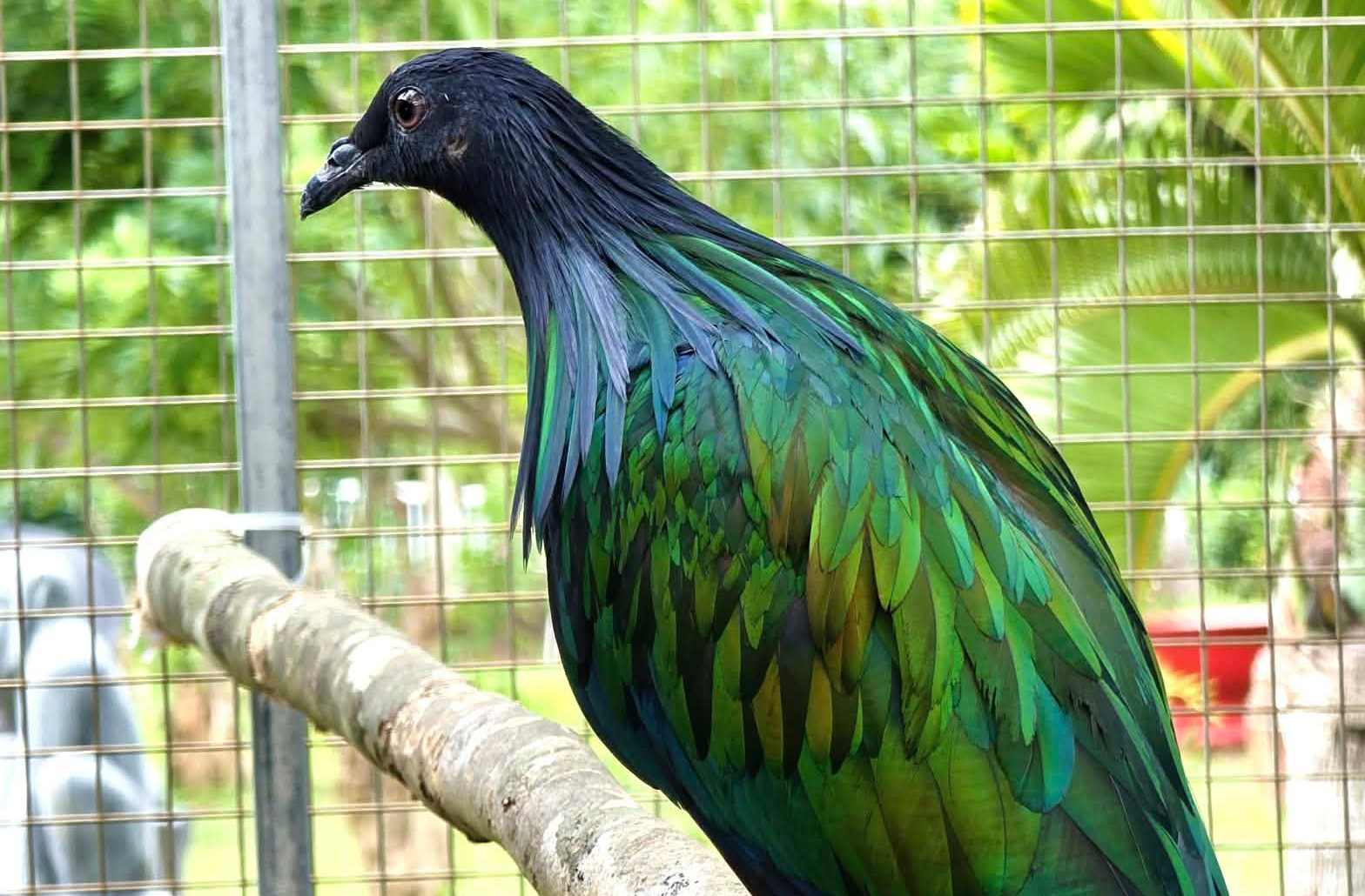 Nicobar pigeons are cared for before being released back into nature. Photo: Van Bach.
