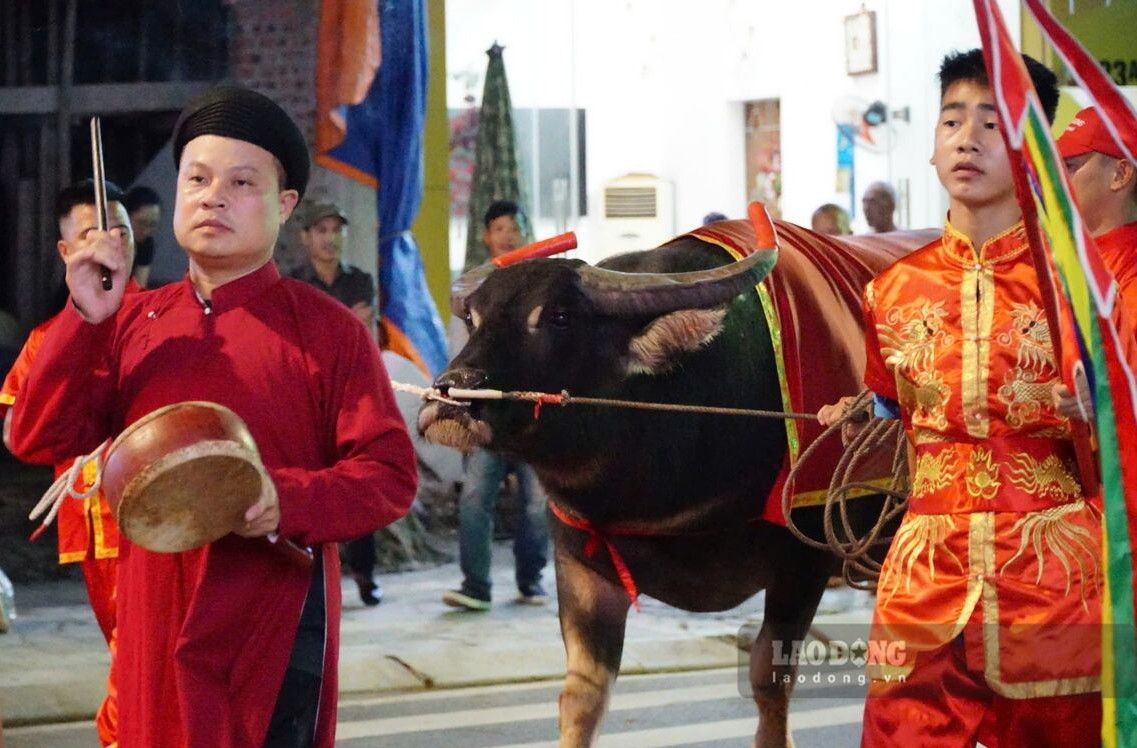 Theo Ban Tổ chức, công tác kiểm tra chất lượng trâu tiếp tục được chú trọng. Qua kiểm tra, các chủ trâu được yêu cầu thực hiện nghiêm quy định về chăm sóc, chăn dắt, vận chuyển và huấn luyện; chủ động bảo đảm an toàn cho cộng đồng. Ảnh: Văn Toàn