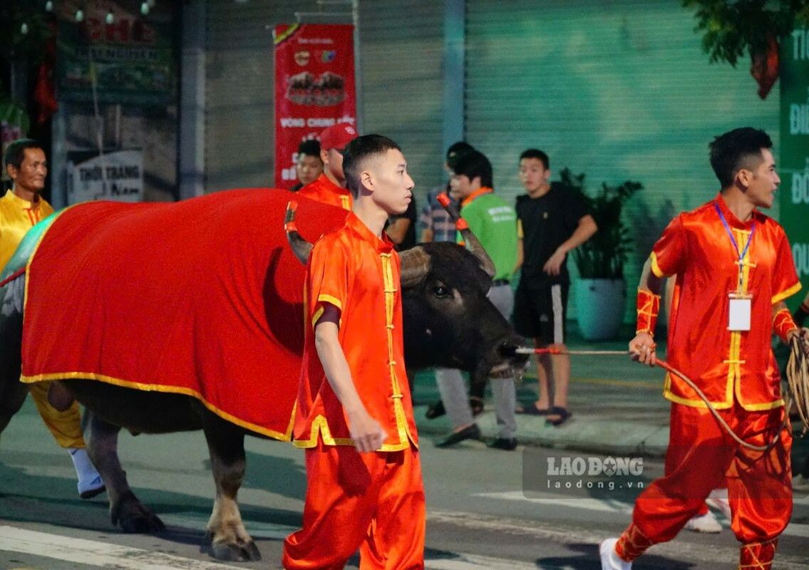 Tại vòng chung kết, các trâu được ghép thành từng cặp, thi đấu loại trực tiếp. Trâu thắng trận trước gặp trâu thắng trận sau liền kề để chọn ra những trâu đoạt giải. Ảnh: Văn Toàn