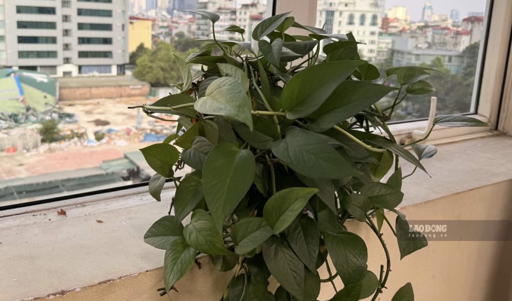 Choosing suitable ornamental plants to place in the kitchen window area helps create green spots and increase the cool feeling for the space. Photo: Ha May