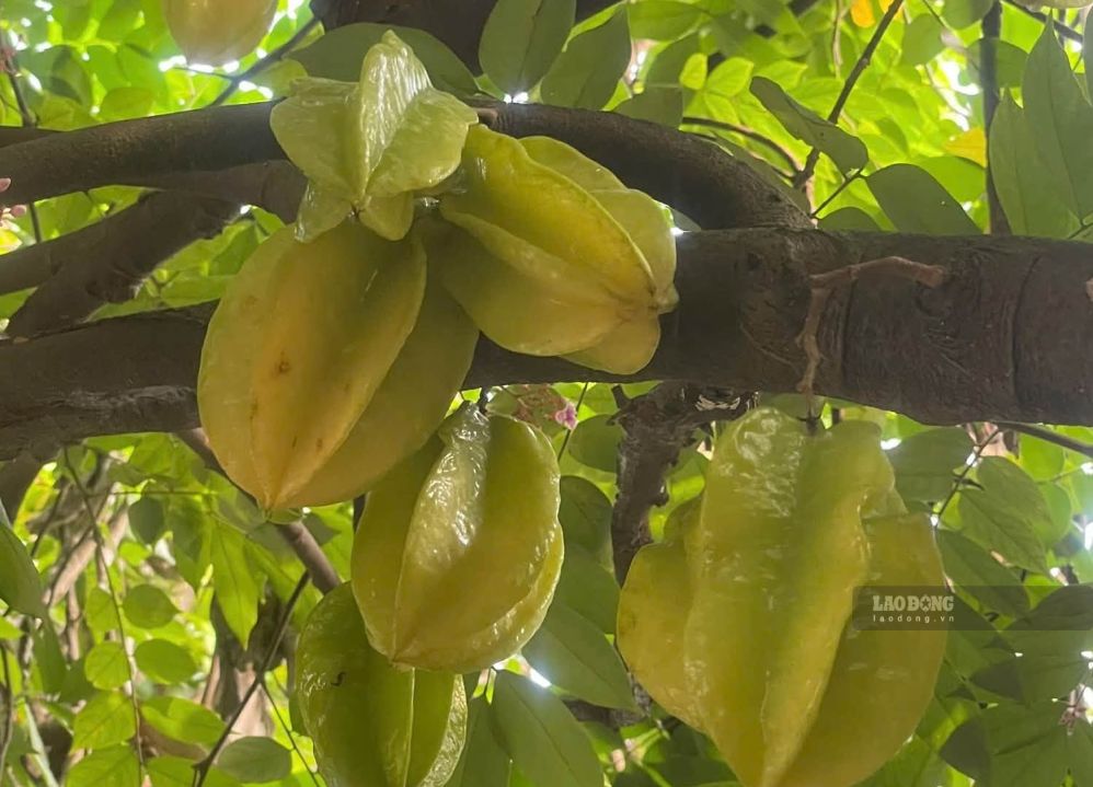Star fruit can be added to the diet of people with high uric acid or gout with the correct dosage and processing method. Photo: Kieu Vu