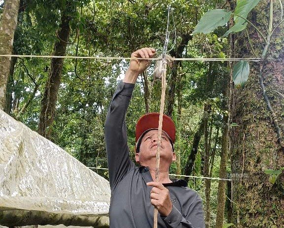 Mr. A Sy uses manual traps to kill mountain rats destroying the ginseng garden. Photo: Van Thanh (taken in September 2026)
