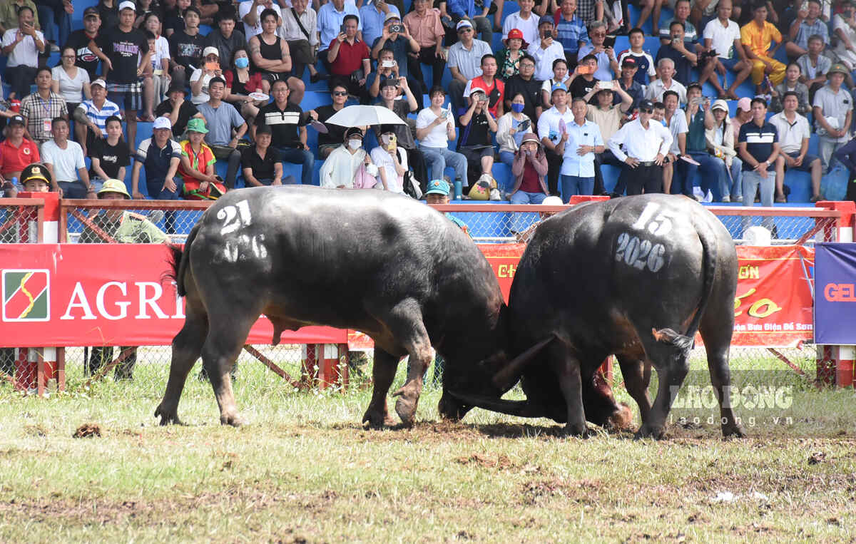 The breathtaking final match between buffalo number 15 and 21 at the Traditional Buffalo Fighting Festival - VTV 2026 takes place in Hai Phong. Photo: Nguyen Hue.