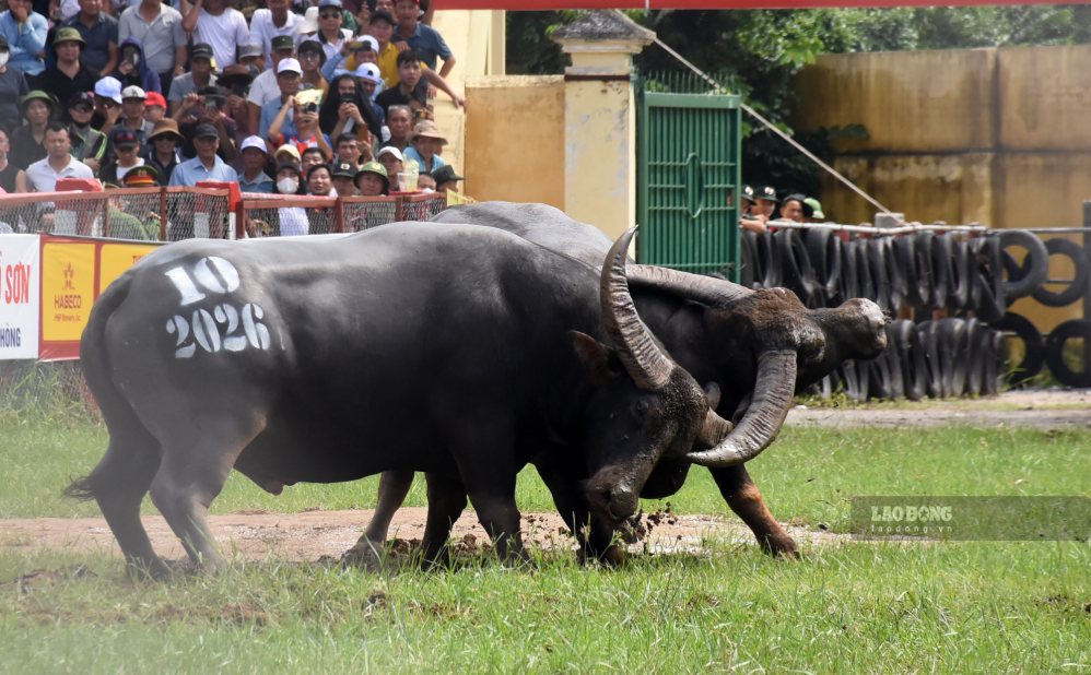 Cặp trâu