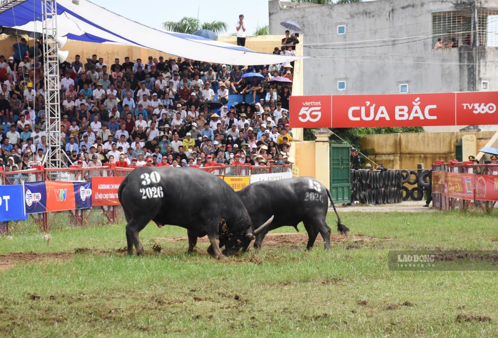 Trâu