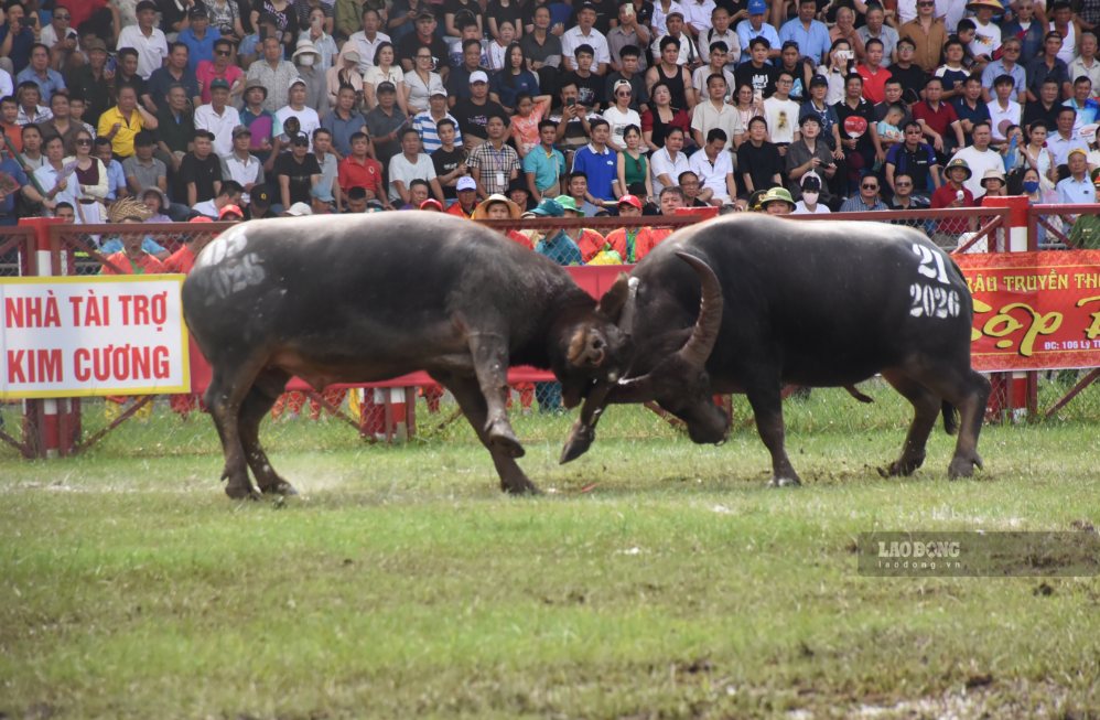 Trận đấu giữa trâu số 03 của ông Hoàng Trường An (đền Nghè) và trâu số 21 của ông Hoàng Gia Dũng (đình Nam) cũng diễn ra rất kịch tính. Hai bên liên tục tung các đòn cáng hiểm, hổ lao, khoá sừng, luồn sừng về phía đối phương. Đây cũng là trận đấu có thời gian thi đấu tương đối dài. Sau 21 phút 03 giây, trâu số 21 đã giành chiến thắng để đi tiếp vào vòng trong.