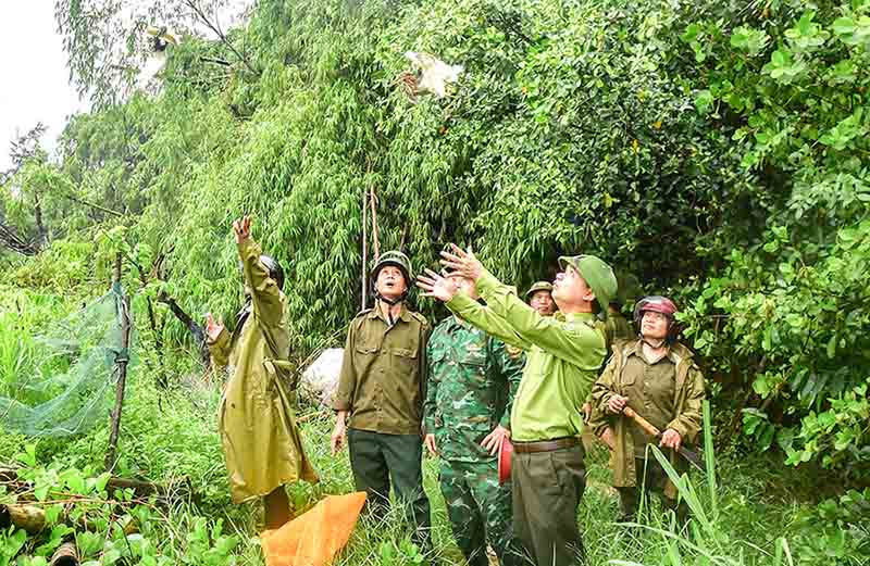 Thả chim mồi về tự nhiên. Ảnh: Xã Đan Hải