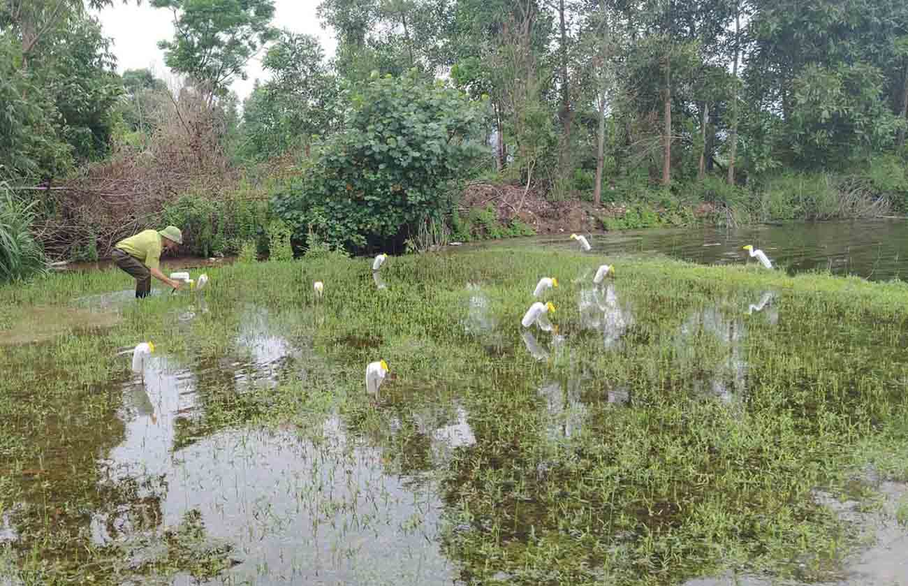 Thu hồi cò giả ở phường Vũng Áng. Ảnh: Công an phường Vũng Áng