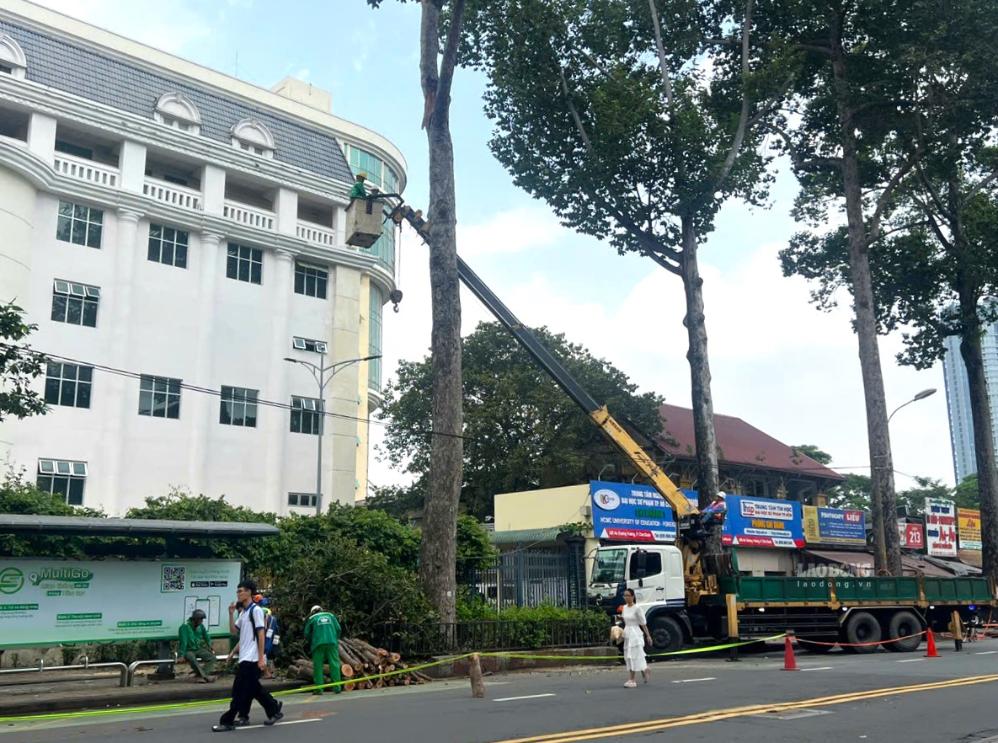 Công nhân cây xanh cắt tỉa, xử lý các nhánh cây trên đường An Dương Vương (TPHCM) chiều 19.9.  Ảnh: Minh Quân