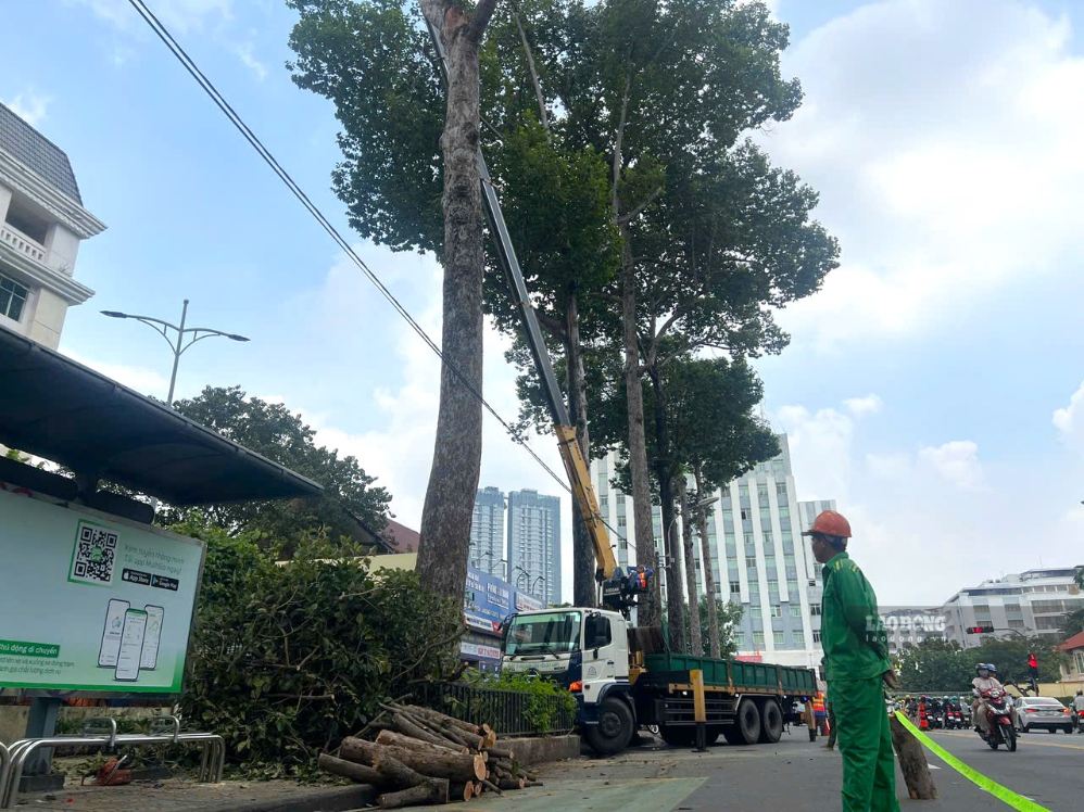 Green tree workers pruning and handling tree branches on An Duong Vuong street in the afternoon of September 19. Photo: Minh Quan