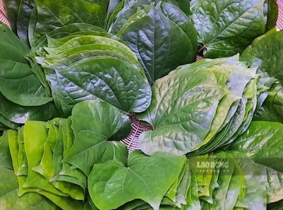 Betel leaves can help reduce joint pain, especially when the weather turns cold. Photo: Kieu Vu