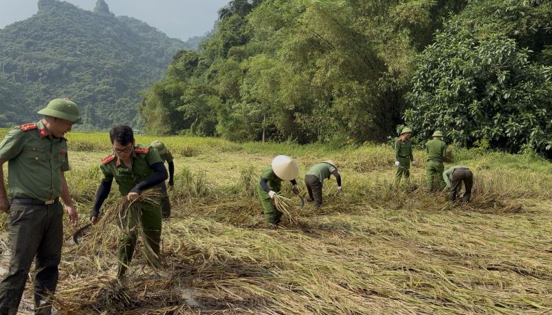Công an xã Cẩm Tú xuống đồng giúp người dân thu hoạch lúa bị ảnh hưởng bởi mưa lớn. Ảnh: Công an Thanh Hóa (chụp ngày 19.9.2026)