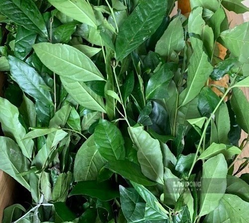 Unsweetened green tea is one of the types of tea that supports liver and kidneys. Photo: Quang Minh.