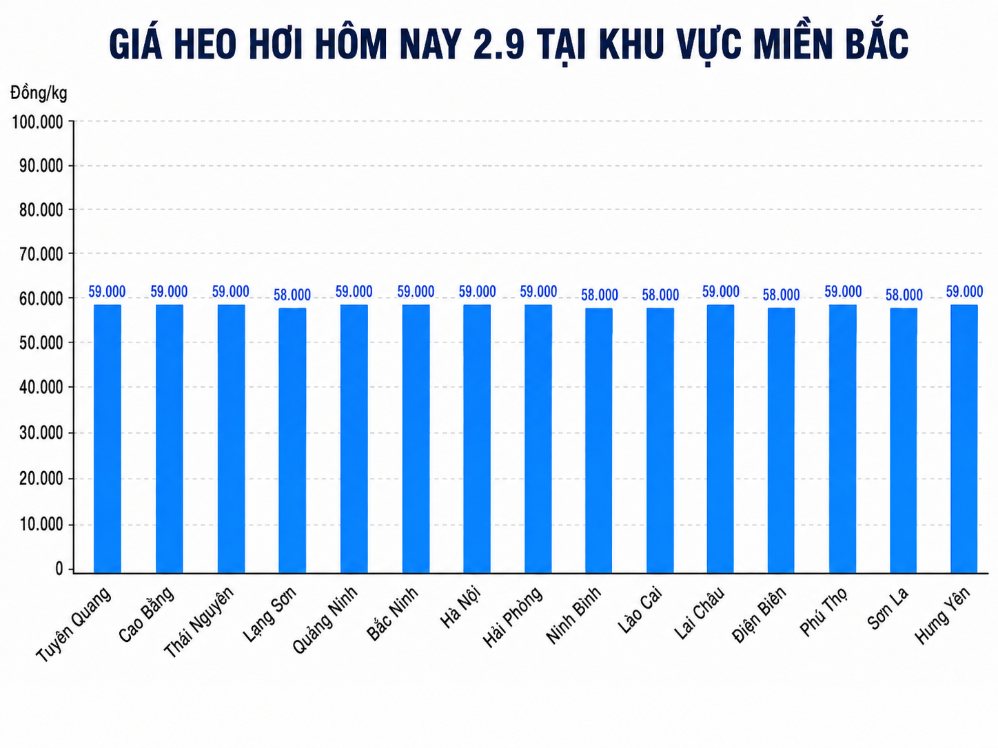 Giá heo hơi ở khu vực miền Bắc hôm nay 2.9. Ảnh: Thùy Linh 