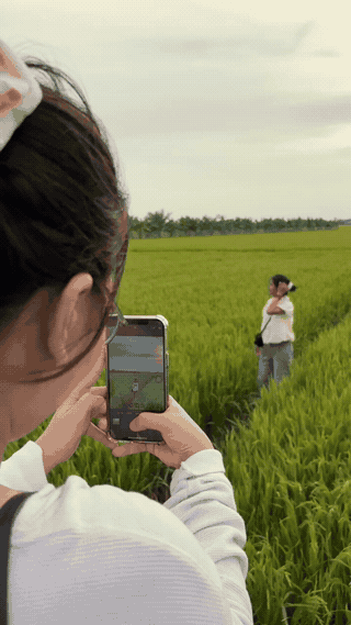 Về miền Tây dịp 2.9, giới trẻ rủ nhau check-in giữa màu lúa chín