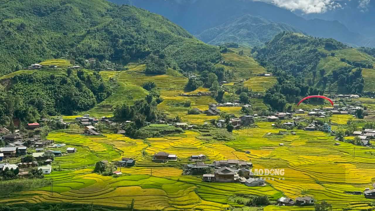 Những ngày đầu tháng 9, Sa Pa đang vào độ lúa chín, những thửa ruộng bậc thang dần chuyển sang sắc vàng, tạo nên khung cảnh đặc trưng của vùng cao Tây Bắc. Ảnh: Huyền Trang