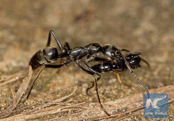 The ants that this 2-Michelin-star restaurant uses in dessert are not on the list of insects allowed to be used as food ingredients in South Korea. Photo: Xinhua