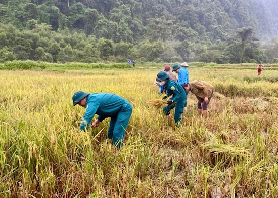 Las fuerzas militares apoyan a la gente en la cosecha de arroz los días 19 y 20. 9. Foto: Comando Militar Provincial de Quang Tri