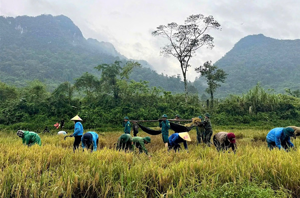 Lực lượng quân sự giúp người dân gặt lúa trong hai ngày 19 và 20.9. Ảnh: Bộ Chỉ huy Quân sự tỉnh Quảng Trị