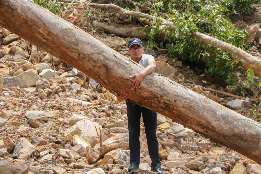 Green trees fall after landslides on the Nam Dong - A Luoi route. Photo: Nguyen Luan