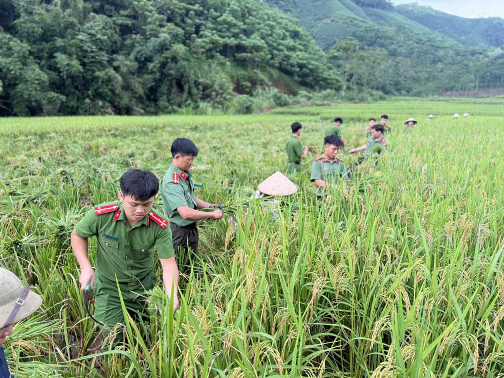 La fuerza policial de la comuna de Long Cốc baja al campo para ayudar a la gente a cosechar arroz. Foto: Policía de la provincia de Phú Thọ