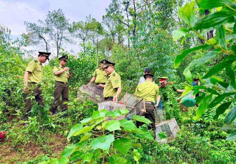 Ngày 20.9, lực lượng chức năng xã Yên Thành kiểm tra, ngăn chặn tình trạng săn bắt, mua bán chim hoang dã trên địa bàn. Ảnh: Duy Chương