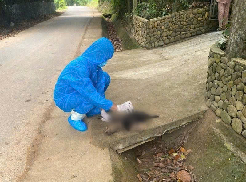 Da Nang strengthens rabies vaccination for pets in the area. Pictured is a rabid dog biting 5 people in Da Nang in succession, then being bitten to death by another dog, provided by Tien Phuoc Regional Health Center, Da Nang city